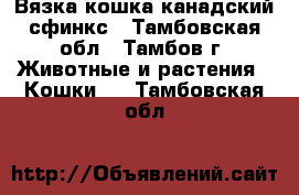 Вязка кошка канадский сфинкс - Тамбовская обл., Тамбов г. Животные и растения » Кошки   . Тамбовская обл.